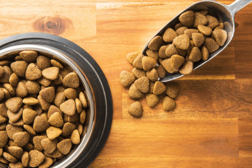 best dry food for dogs
