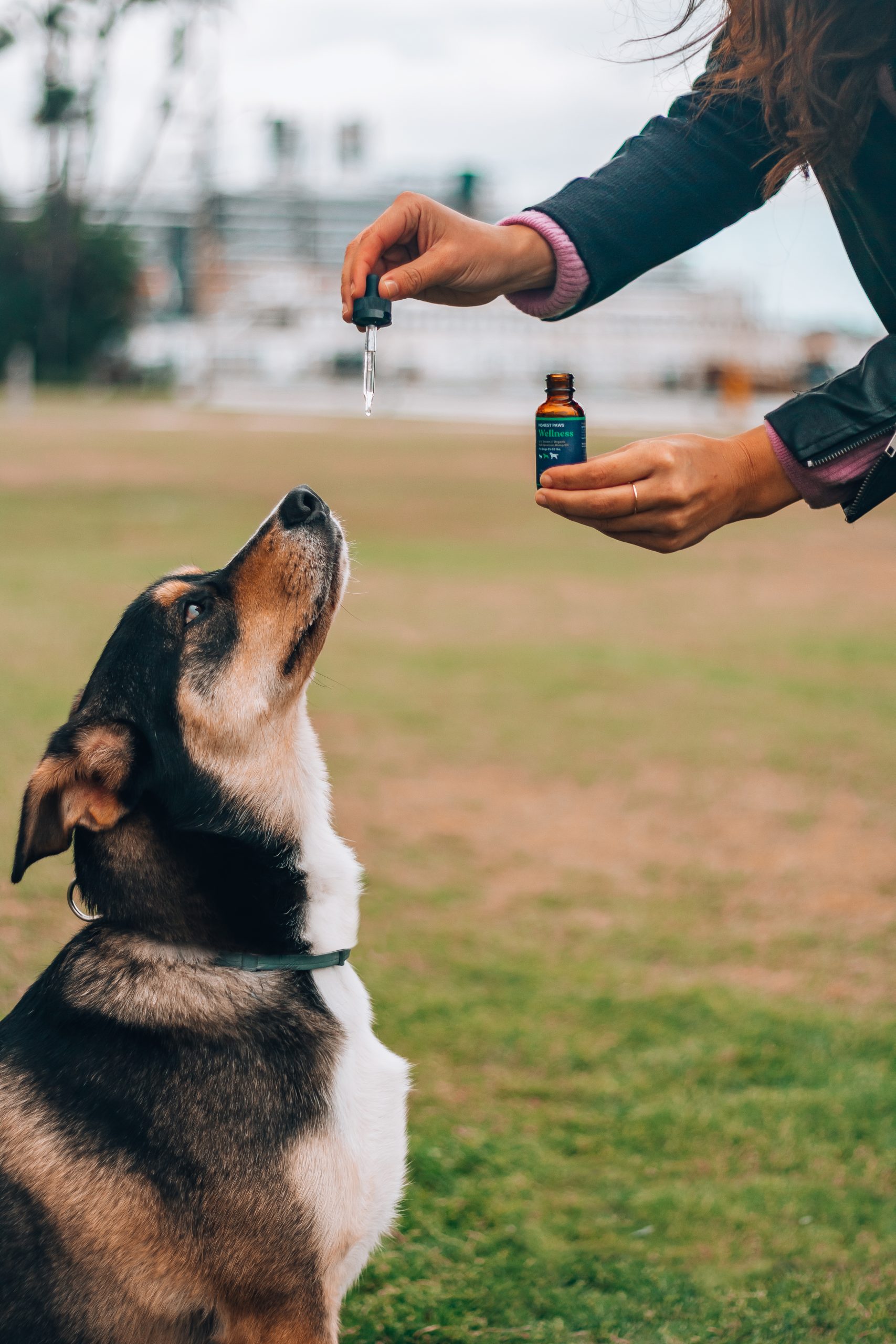 CBD Oil for Dog